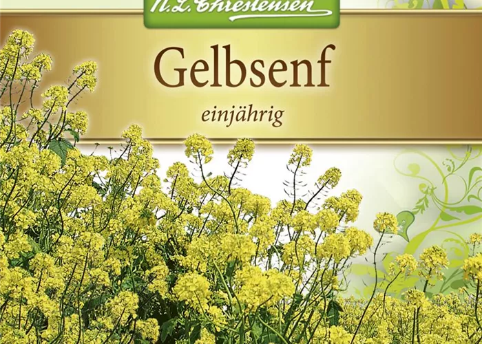 Gelbsenfsamen Gelbsenfsamen