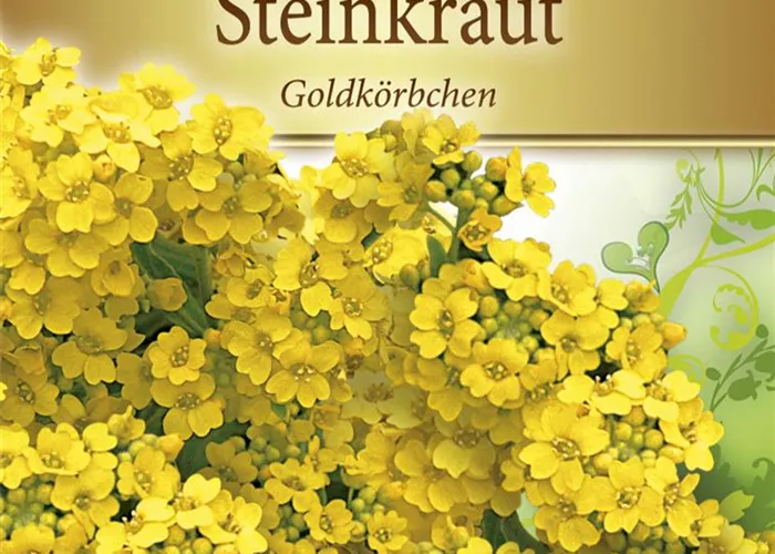 Felsen-Steinkraut-Samen 'Compactum' Felsen-Steinkraut-Samen 'Compactum'