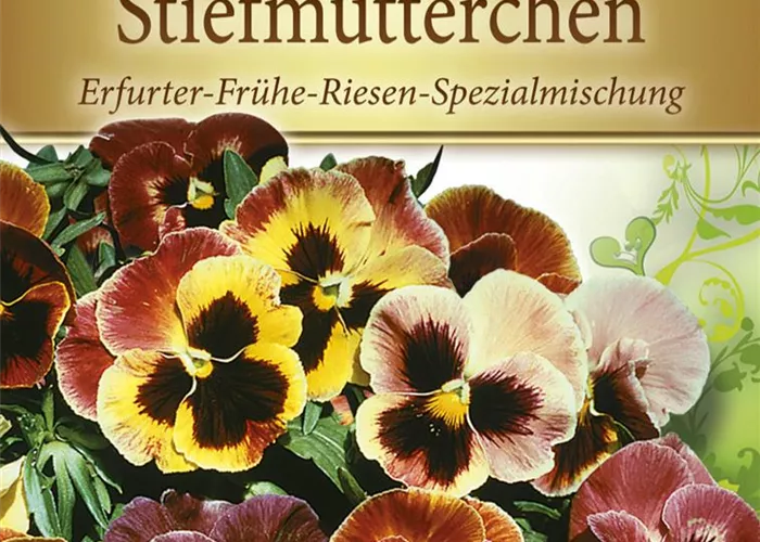 Stiefmütterchensamen 'Frühe Riesen'