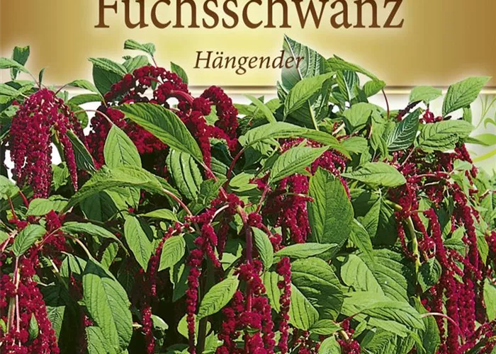 Garten-Fuchsschwanz-Samen Garten-Fuchsschwanz-Samen