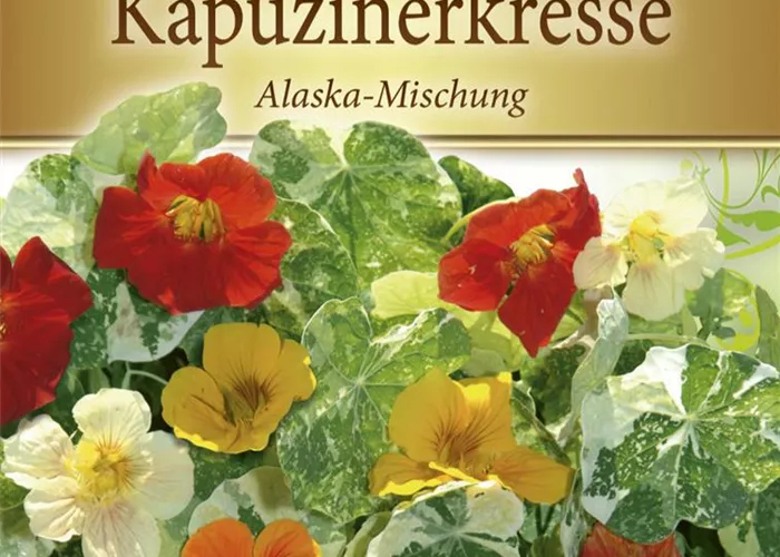 Kapuzinerkressesamen 'Alaska'