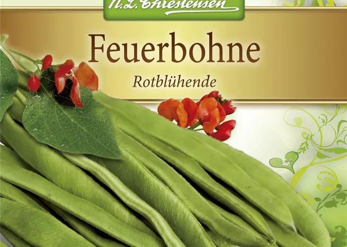 Prunkbohnensamen 'Rotblühende'