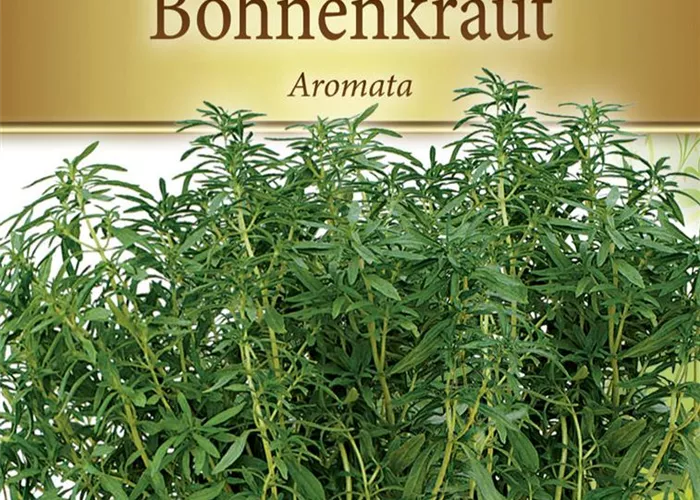 Bohnenkrautsamen 'Aromata'