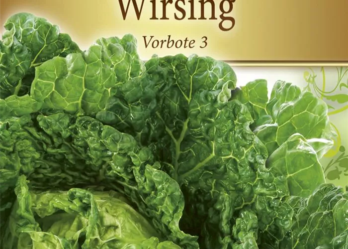 Wirsingkohlsamen 'Typ Vorbote'