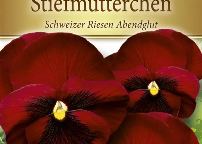 Stiefmütterchensamen 'Schweizer Riesen Abendglut'
