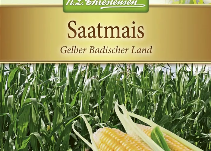 Saatmaissamen 'Gelber Badischer Land'