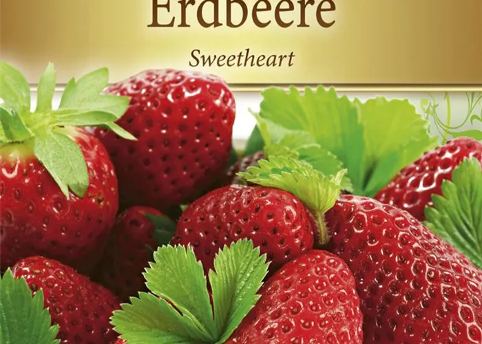 Erdbeersamen 'Sweetheart'