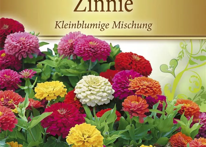 Kleinblütige Zinnie-Samen Kleinblütige Zinnie-Samen