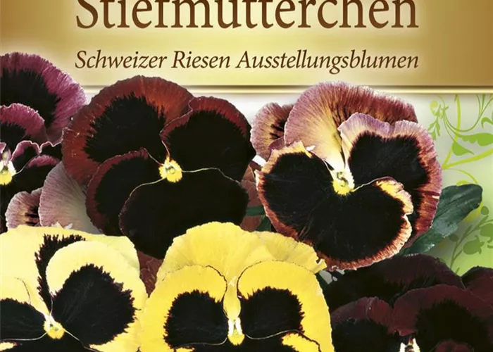 Stiefmütterchensamen 'Schweizer Riesen Ausstellungsblume'