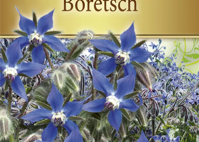 Borretschsamen