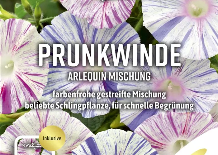 Prunkwindensamen 'Arlequin' Prunkwindensamen 'Arlequin'
