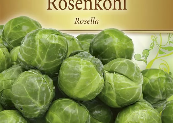 Rosenkohlsamen 'Rosella'