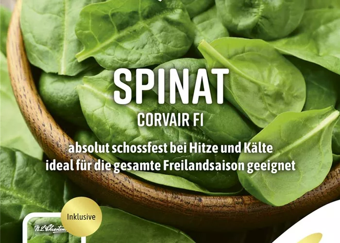 Spinatsamen 'Corvair'