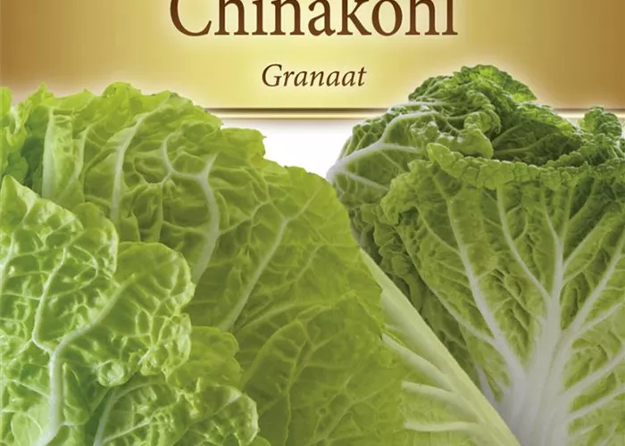Chinakohlsamen 'Granaat' Chinakohlsamen 'Granaat'