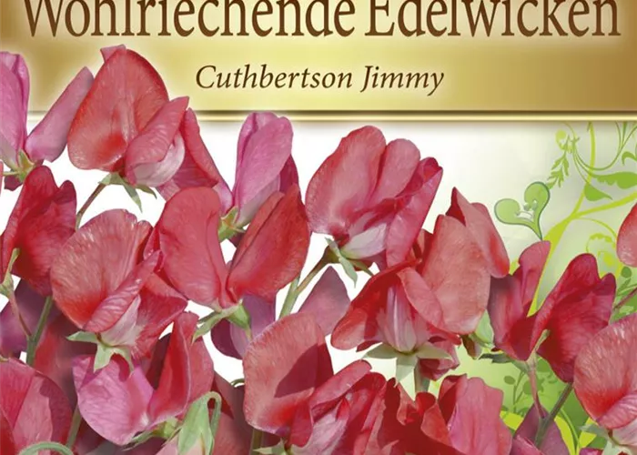 Duftwickensamen 'Cuthbertson Jimmy'