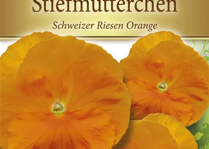 Stiefmütterchensamen 'Schweizer Riesen Orange Sonne'