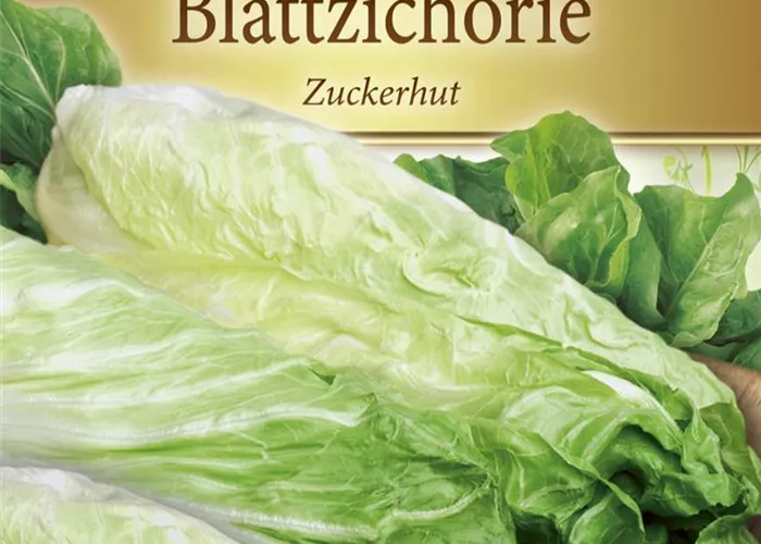 Zichoriensamen 'Zuckerhut' Zichoriensamen 'Zuckerhut'