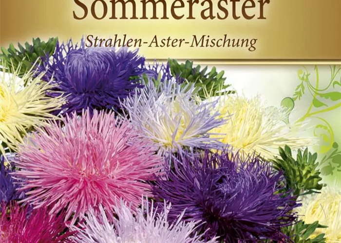 Strahlenastersamen Strahlenastersamen