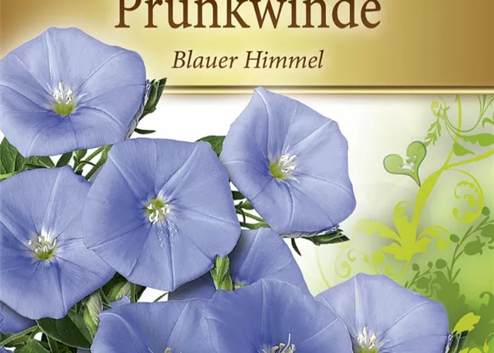 Prunkwindensamen 'Blauer Himmel' Prunkwindensamen 'Blauer Himmel'