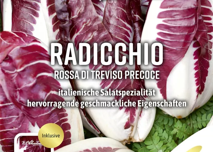 Radicchiosamen 'Rosso di Treviso Precoce' Radicchiosamen 'Rosso di Treviso Precoce'