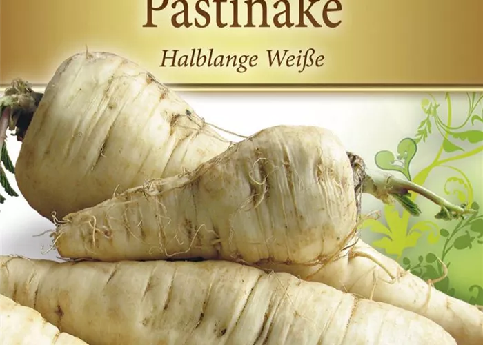 Pastinakensamen 'Halblange Weiße'