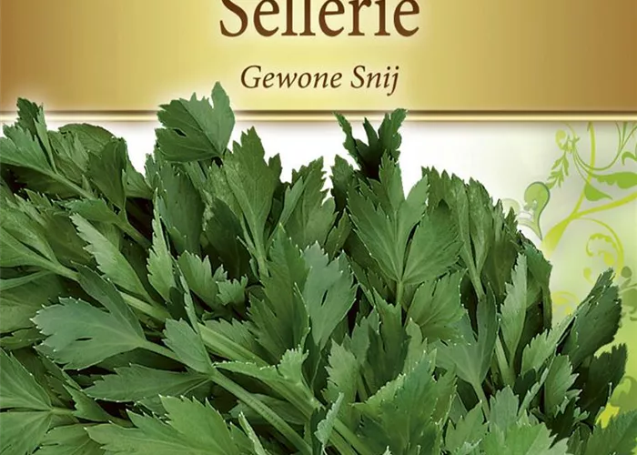 Schnittselleriesamen