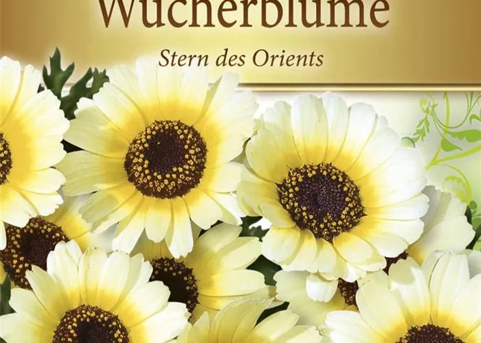 Wucherblumensamen 'Stern des Orients'