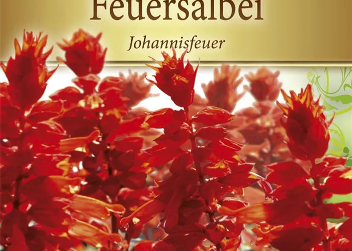 Feuersalbeisamen 'Johannisfeuer'