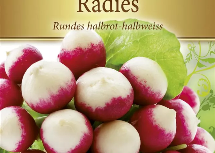 Radieschensamen 'Rundes Halbrot-Halbweiß'