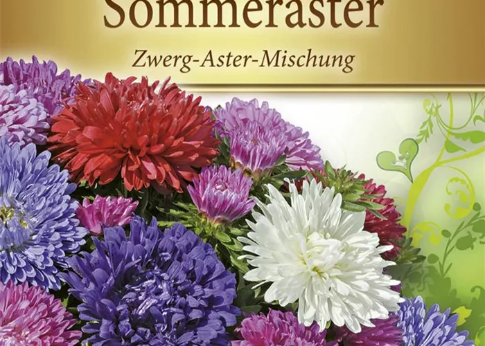 Sommer-Zwergaster-Samen Sommer-Zwergaster-Samen