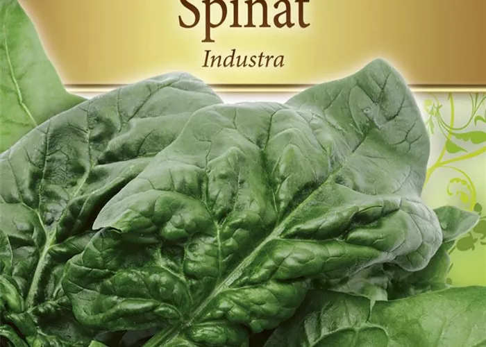 Spinatsamen 'Industra'