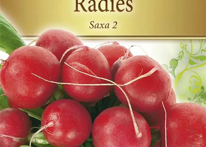 Radieschensamen 'Saxa 2'