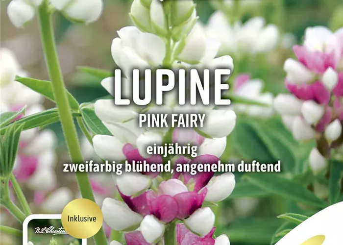 Lupinensamen 'Pink Fairy'