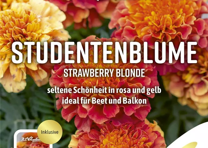 Tagetessamen 'Strawberry Blonde'