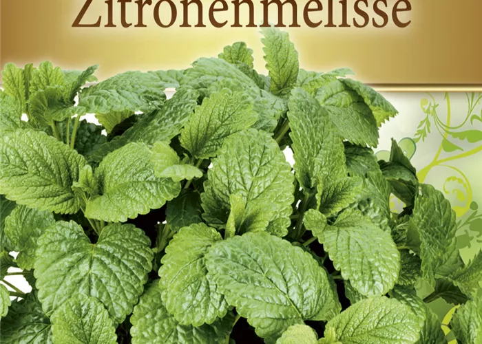 Zitronen-Melissensamen Zitronen-Melissensamen