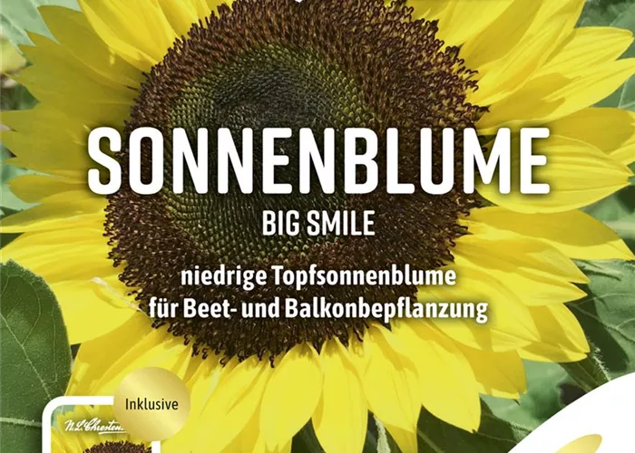 Sonnenblumensamen 'Big Smile'