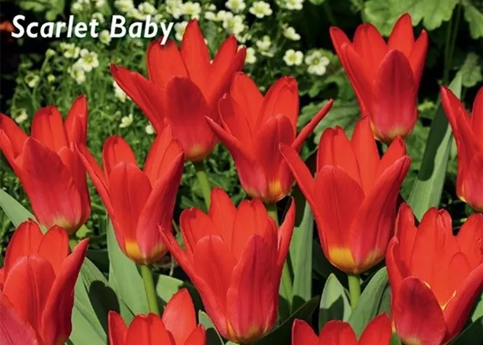 Seerosen-Tulpe 'Scarlet Baby'
