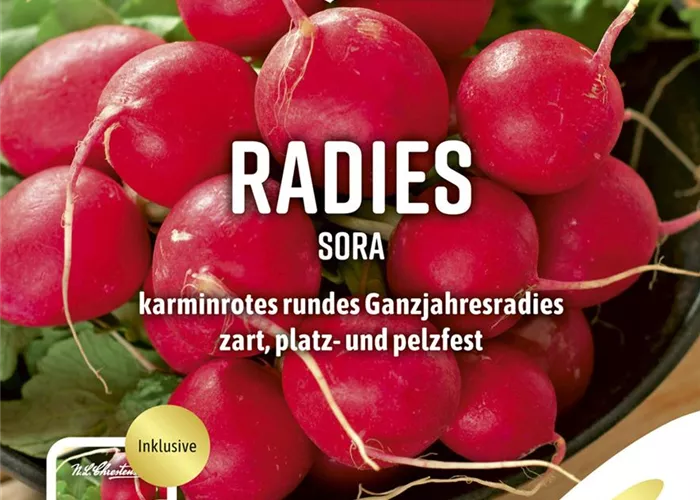 Radieschensamen 'Sora'