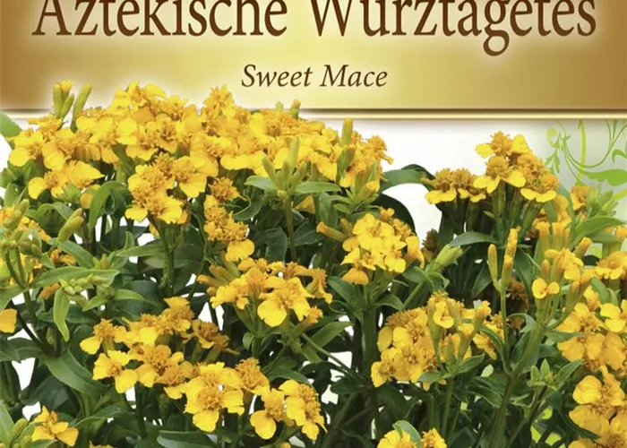 Tagetessamen 'Sweet Mace'