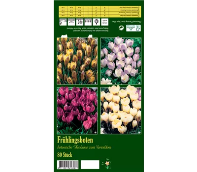 Botanische Krokusse 'Frühlingsboten' Botanische Krokusse 'Frühlingsboten'