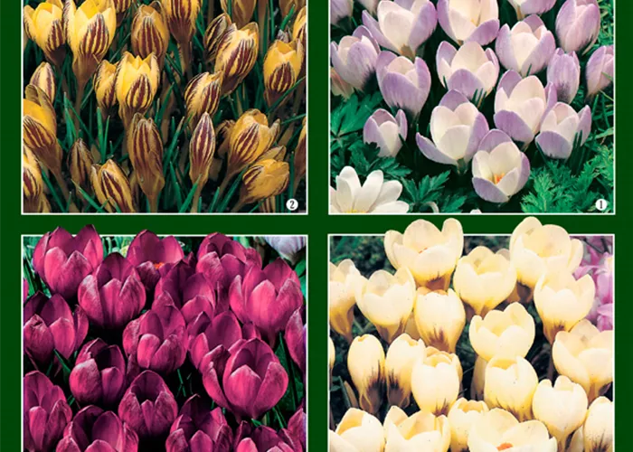 Botanische Krokusse 'Frühlingsboten'