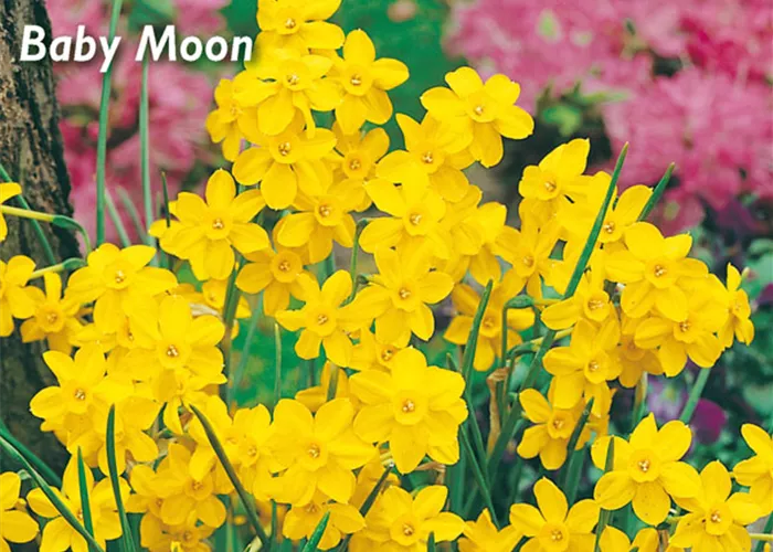 Narzisse 'Baby Moon'