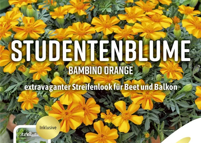 Tagetessamen 'Bambino Orange'