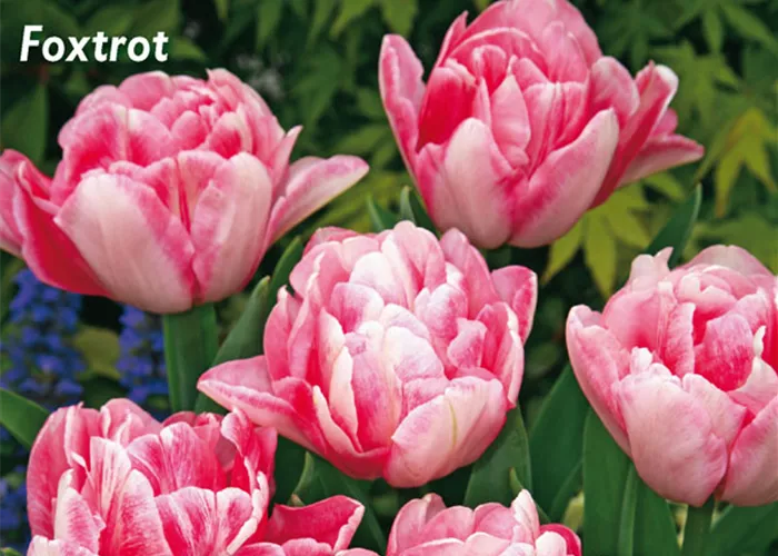 Gefüllte Tulpe 'Foxtrot'