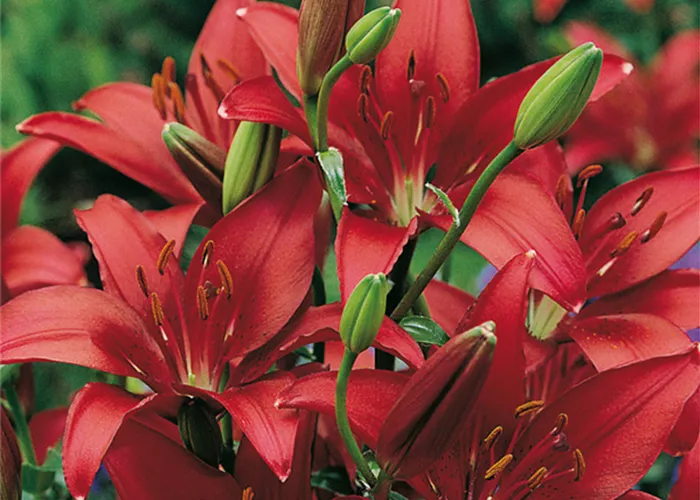 Asiatische Lilie 'Monte Negro'