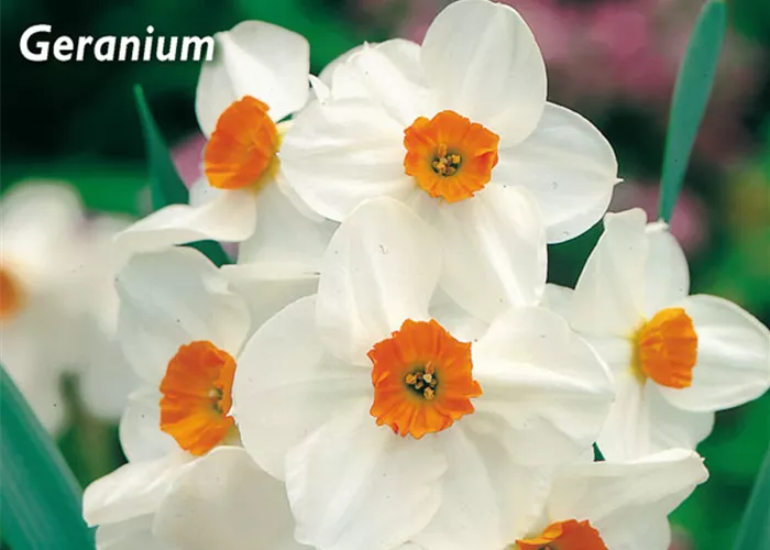 Tazetten-Narzisse 'Geranium'