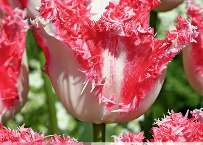 Gefranste Tulpe 'Neglige'