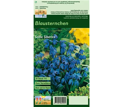 Sibirischer Blaustern Sibirischer Blaustern