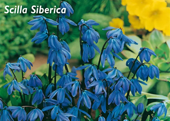 Sibirischer Blaustern