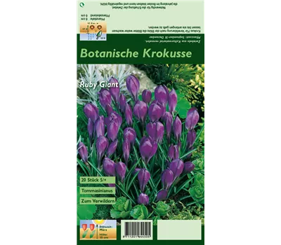 Elfen-Krokus 'Ruby Giant' Elfen-Krokus 'Ruby Giant'